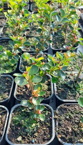 Bonsai tree collection pick - bonsai,