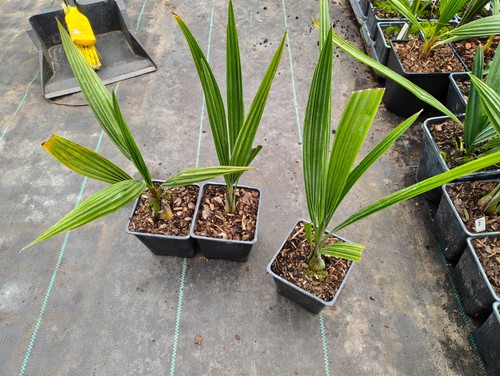 Butia yatay cm pot - cm, palm