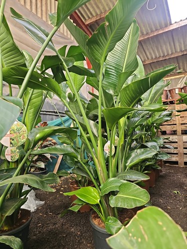 1x6 7ft strelitzia nicolai - 1x6-7ft,