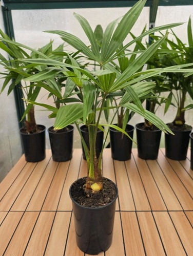 Trachycarpus fortunei hardy - fortunei,