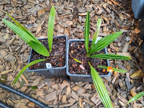 Trachycarpus takil cm pot - trachycarpus, 11