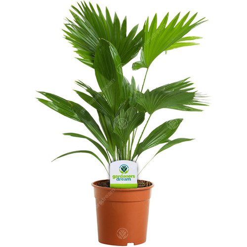 Livistona palm plant - palm, 1