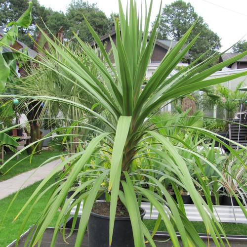 Cordyline australis cabbage - cordyline,