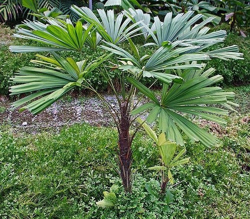 Licuala spinosa mangrove - licuala, fan