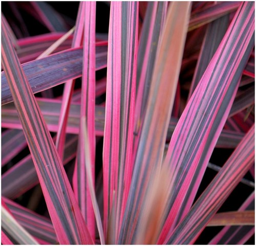 Cordyline southern splendour - cordyline, 'southern