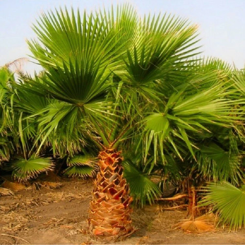 Mexican fan palm 70 cm - mexican, 50