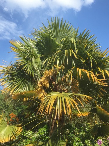 Palm trees for sale - palm,