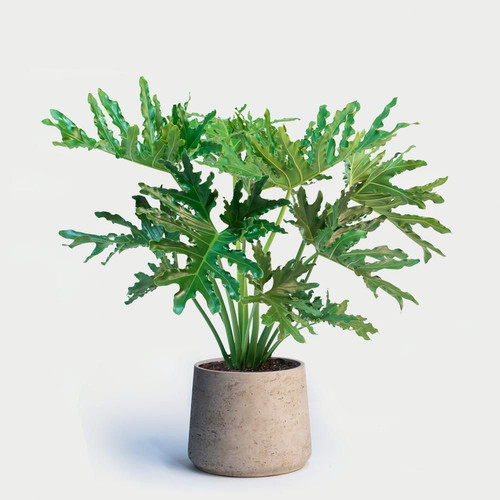 Philodendron selloum lacy - selloum, (lacy