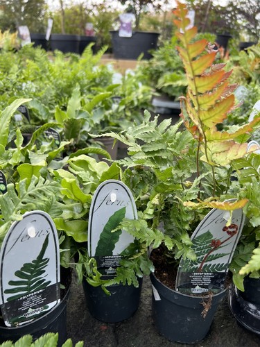 Mixed hardy evergreen - 3, x