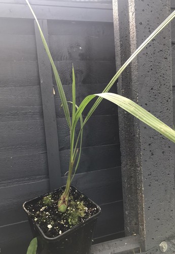 Butia odorata palm - , 2