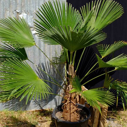 Miniature chusan palm tree - chusan,