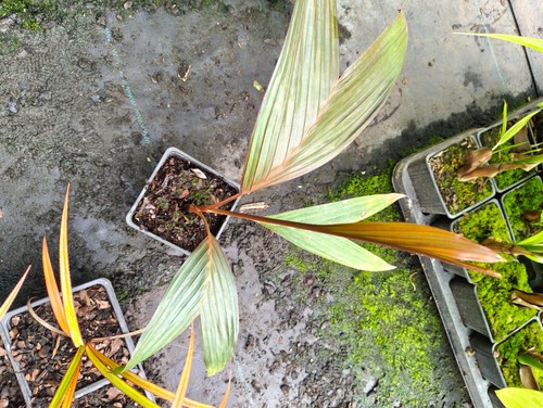 Areca vestiaria maroon - areca, 'maroon