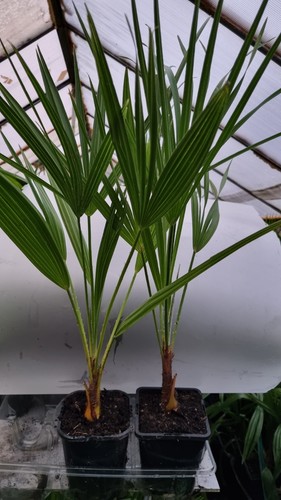 Plants chamaerops humilis - ,
