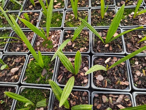 Trachycarpus takil cm pot - -, 9