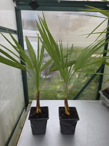 Plants chamaerops humilis - plants,