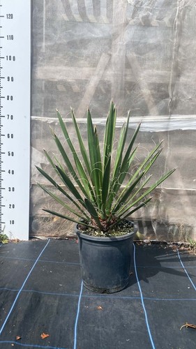 Yucca faxoniana 80cm 10 - yucca, in