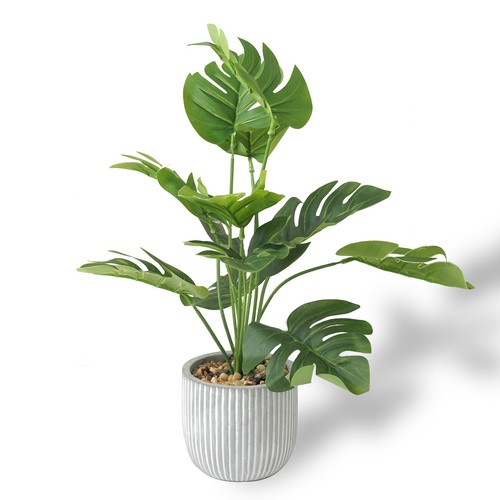 Tropical palm tree with - palm,
